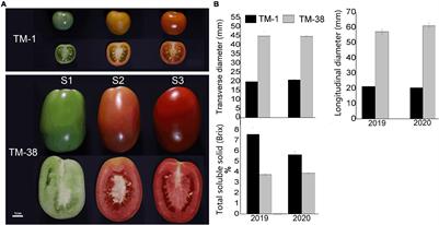 Identification of the Carbohydrate and Organic Acid Metabolism Genes Responsible for Brix in Tomato Fruit by Transcriptome and Metabolome Analysis